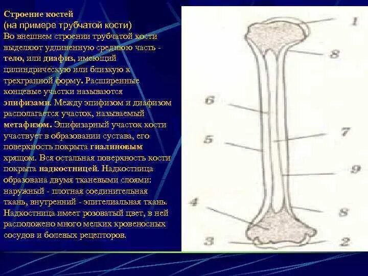 Утолщенный конец длинной трубчатой кости это