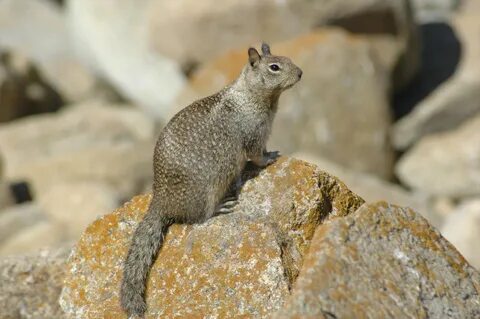 "California Ground Squirrel (Spermophilus beecheyi) also known as Beec...