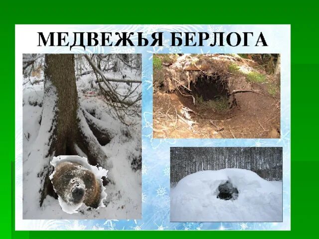 Берлога медведя внутри зимой. Берлога медведя. Медвежья Берлога. Медвежья Берлога Берлога медведя. Залег в берлогу