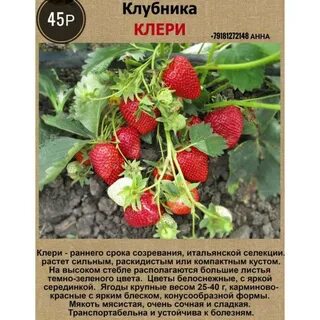 Описание сорта клубники клери отзывы характеристика