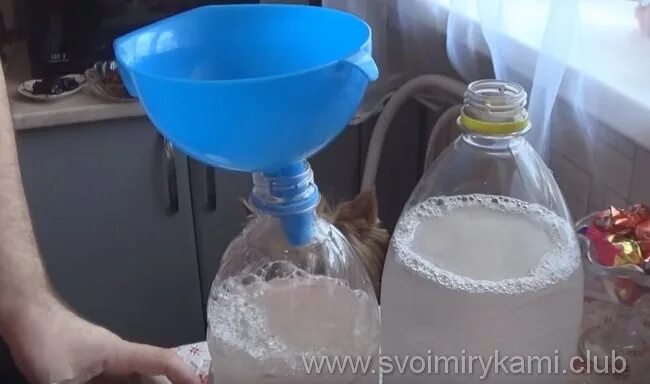 Как сделать квас из березового сока вкусный. Квас из березового сока с ячменем. хранение березового сока в пластиковых бутылках. квас из берёзового сока долгого хранения. березовый сок в бутылке.