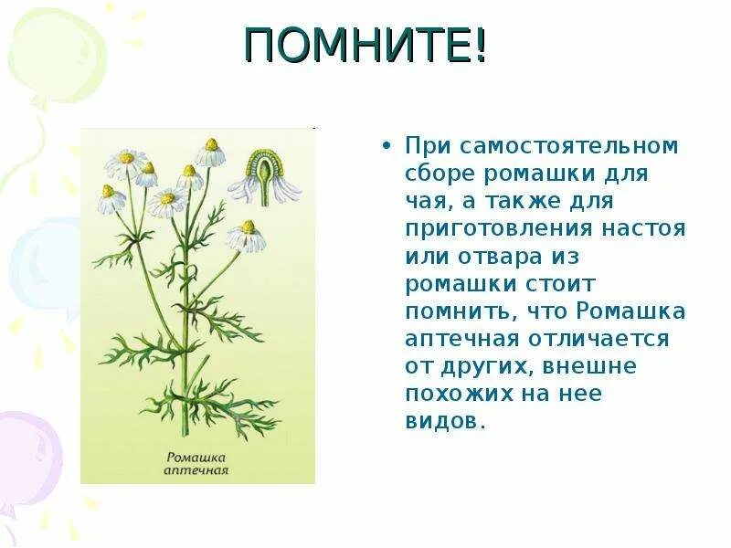 Текст описание про ромашку в научном стиле. Плод ромашки аптечной. Ромашка аптечная побег. Ромашка лекарственная строение. Строение ромашки аптечной.