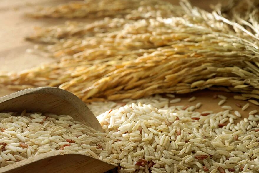 Rice extract