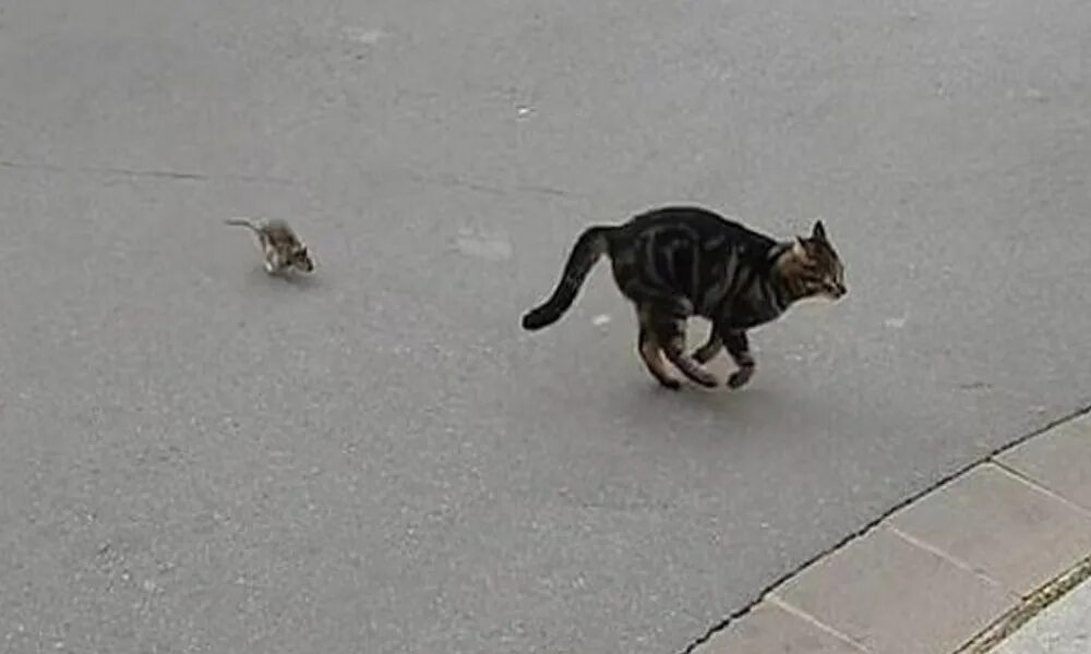 Нападение кошки. Крыса бежит. Котенок бежит. Кошка бегает.