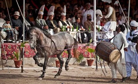 Dancing horses