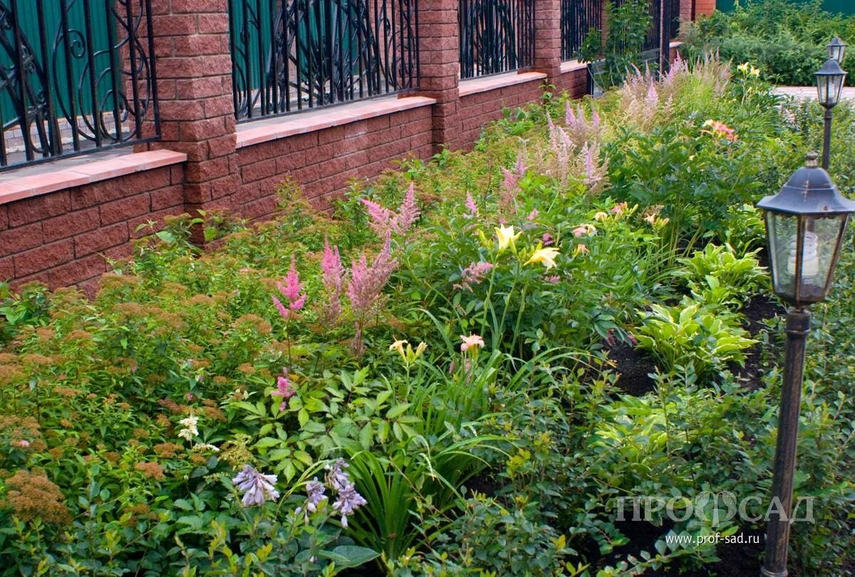 цветы малаховка