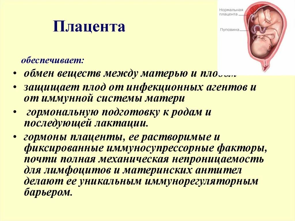 Плацента обеспечивает. Плацента обеспечивает зародышу.