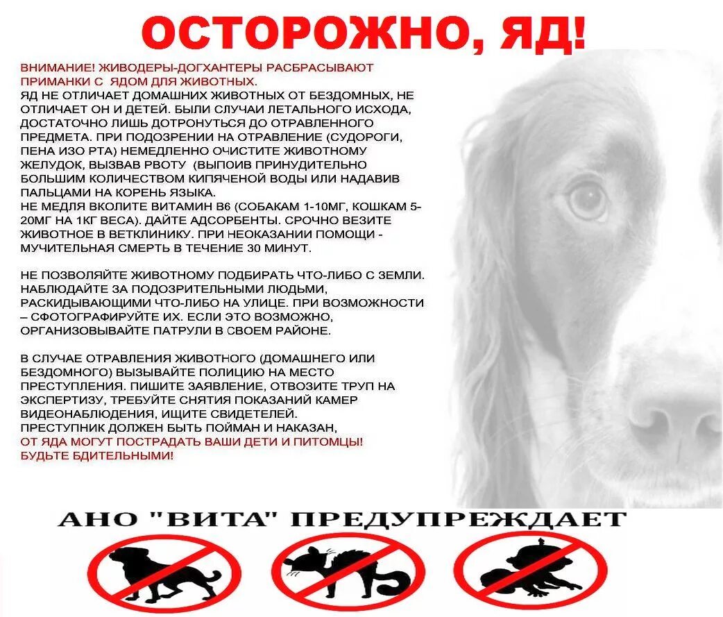 Симптомы отравления у собак