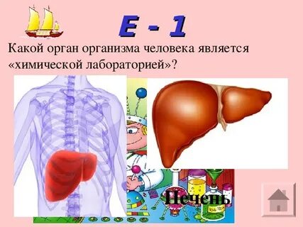 Печень лаборатория организма