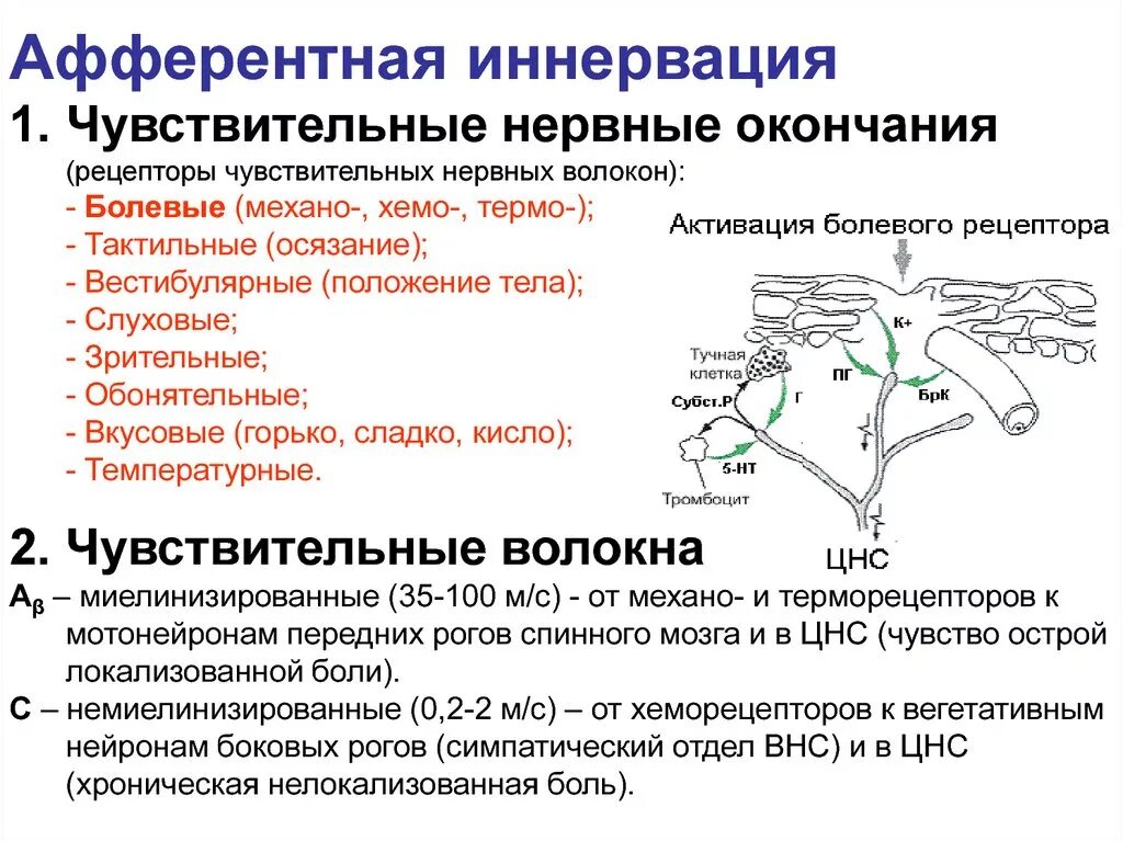 Афферентная и Эфферентная иннервация. Эфферентная иннервация и афферентная иннервация. Афферентная иннервация фармакология. Ацетилхолиновые рецепторы Нейрон.