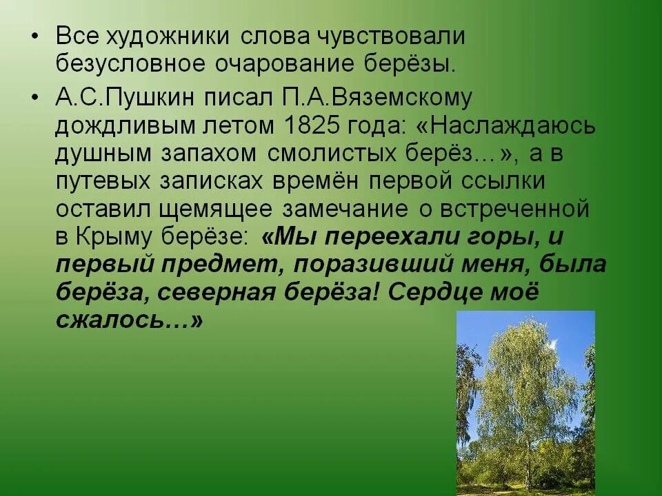 Вяземский береза. Вяземский береза стих. Стих п а Вяземского берёза. Пушкин береза.