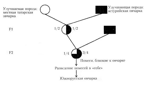 Какое разведение собак чистопородное или скрещивание обычно. Воспроизводительное скрещивание собак схема. воспроизводительное скрещивание в животноводстве схема. схема простого воспроизводительного скрещивания. схема промышленного скрещивания.