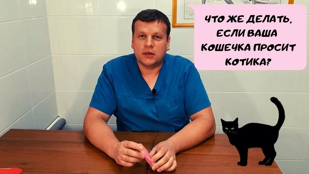 Кошка просит кота. Кошка просит кота какие лекарства. Что сделать если кошка просит кота. Кошка просит кота что делать.