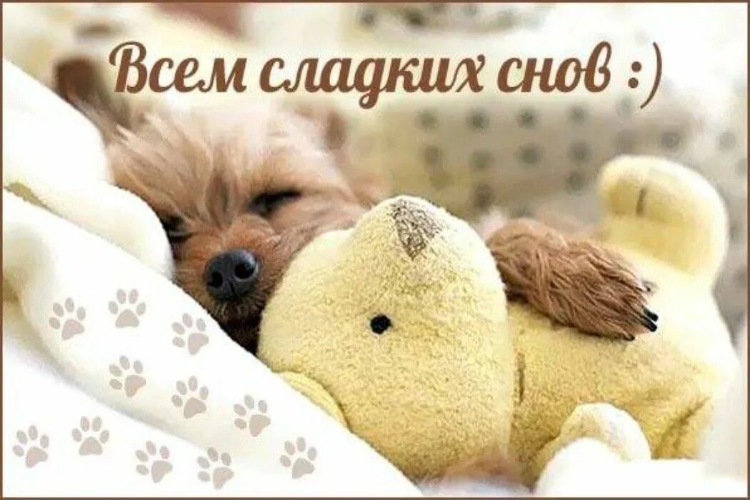 Сладких снов картинки. Всем сладких снов. Спокойной ночи сладких снов. Собачка желает спокойной ночи. Сладких снов вам.