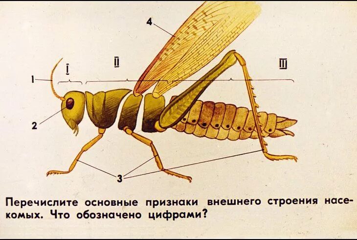 Структура насекомых. Внешнее строение насекомого схема. класс насекомые внешнее строение. внешнее строение членистоногих насекомых. внешнеес троение насекомомго.