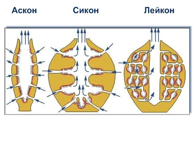 Типы строения губок. Типы строения губок аскон сикон лейкон. строение губок аскон сикон лейкон. губки сикон и аксон. лейкон строение.