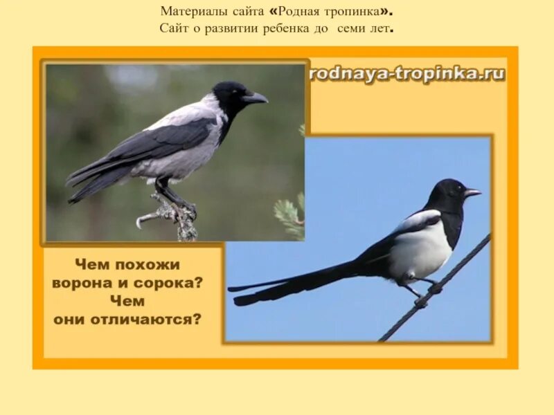Вороны и сороки перелетные птицы. Сходство вороны и сороки. Сравнение мороки и вороны. Сорока Перелетная птица