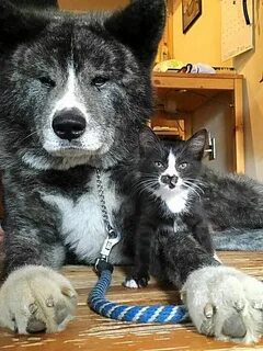 Кошки вернее собак