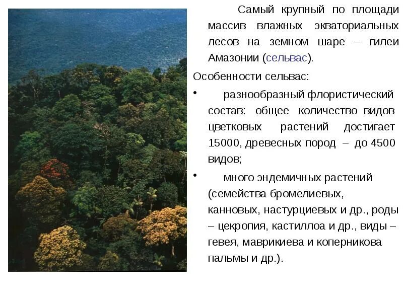 На каких материках нет экваториальных лесов. На каких материках нет экваториальных лесов. Самый крупный район влажных экваториальных лесов. На каких материках нет экваториальных лесов. На каких материках нет экваториальных лесов.