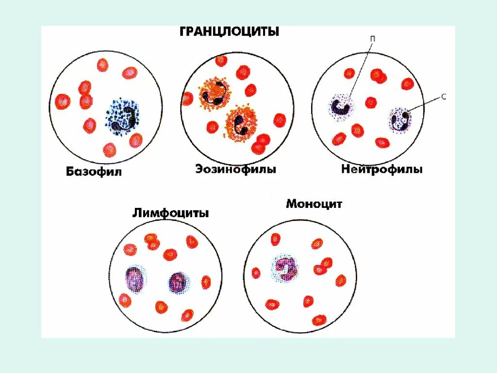 Лейкоциты периферической крови. Форменные элементы крови в мокроте. Форменные элементы крови нейтрофилы. Гранулоциты. Лейкоциты определяют группу крови