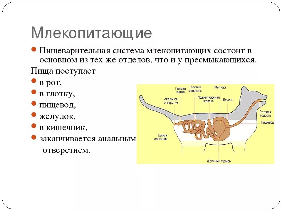 Тело млекопитающих подразделяется на. Пищеварительная система млекопитающих 7 класс биология. Пищеварительная система млекопитающих схема. Пищеварительная система млекопитающих 7 класс биология таблица. Внутреннее строение млекопитающих пищеварительная.