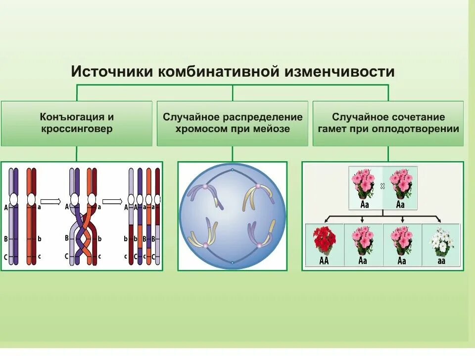 Независимое расхождение хромосом в мейозе кроссинговер