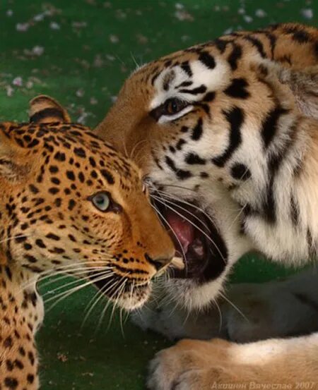 Тигр vs леопард. Леопард и тигр. Львы тигры леопарды гепарды. Леопард и ягуар и тигр. Ягуары львы тигры.