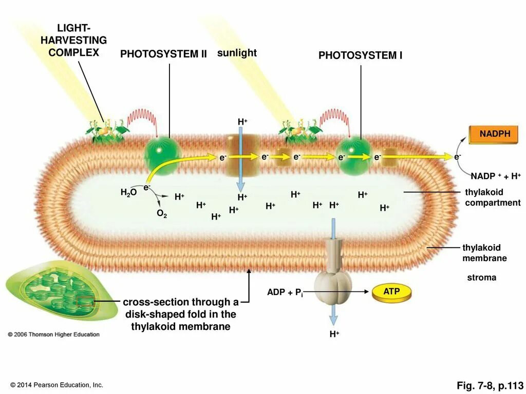 Органоиды принимающие участие в фотосинтезе. Фотосинтез мембрана тилакоида. Мембрана тилакоида схема. Фотосинтез на мембранах тилакоидов. Фотосинтез схема на мембране тилакоида.