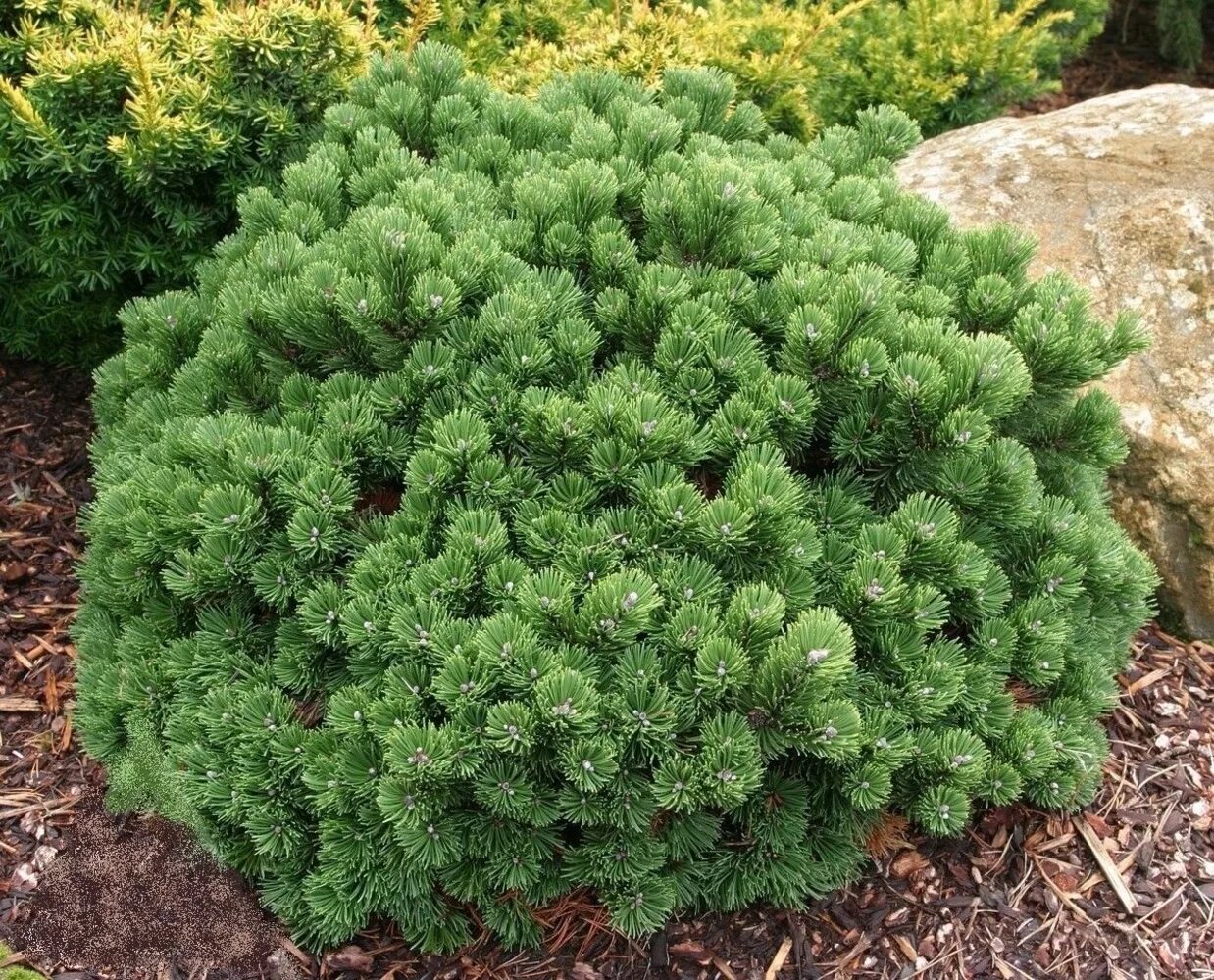 Горная сосна гном описание характеристики и фото Сосна горная Гном (Pinus mugo Gnom),купить сосну,саженцы сосны,сосна горная купи