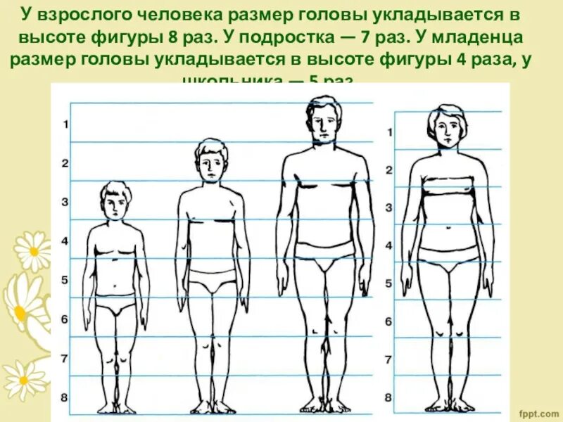 Люди изо. Пропорции фигуры человека. Пропорции подростка для рисования. Пропорции фигуры подростка. Пропорции фигуры человека показать схемы.