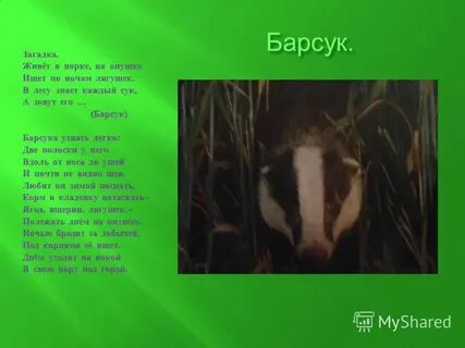 Сух сук нес барсук