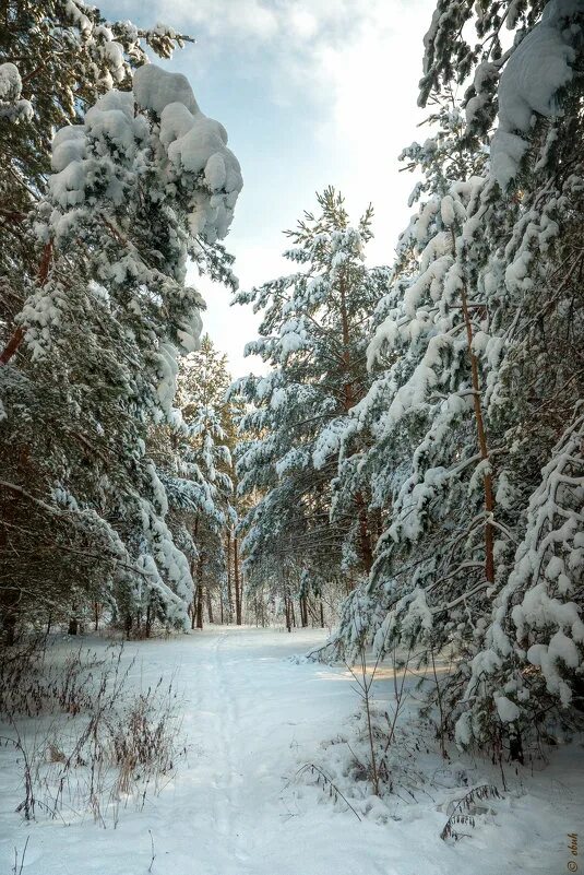 зима. зима фото 5 класс.