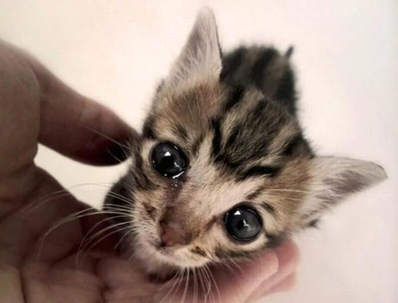 Покажите пожалуйста как делают. Котенок. кот плачет. милый котенок плачет. котенок пожалуйста.