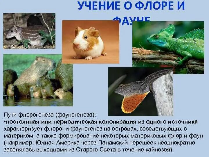 Сообщение о представителях. Сообщение о представителях