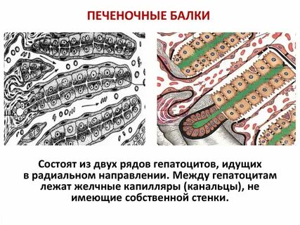Желчные капилляры печени