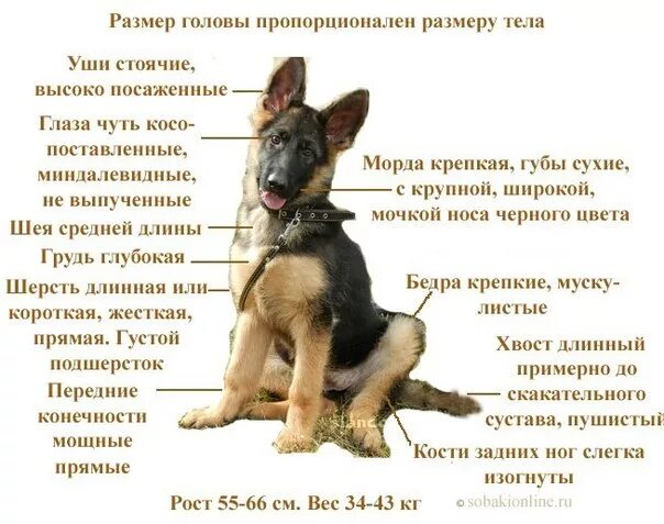 Как определить щенков овчарки. Щенок немецкой овчарки 4 месяца вид сзади. окрас щенков немецкой овчарки по возрасту таблица. как определить возраст немецкой овчарки щенка девочки. немецкая овчарка продолжительность жизни.