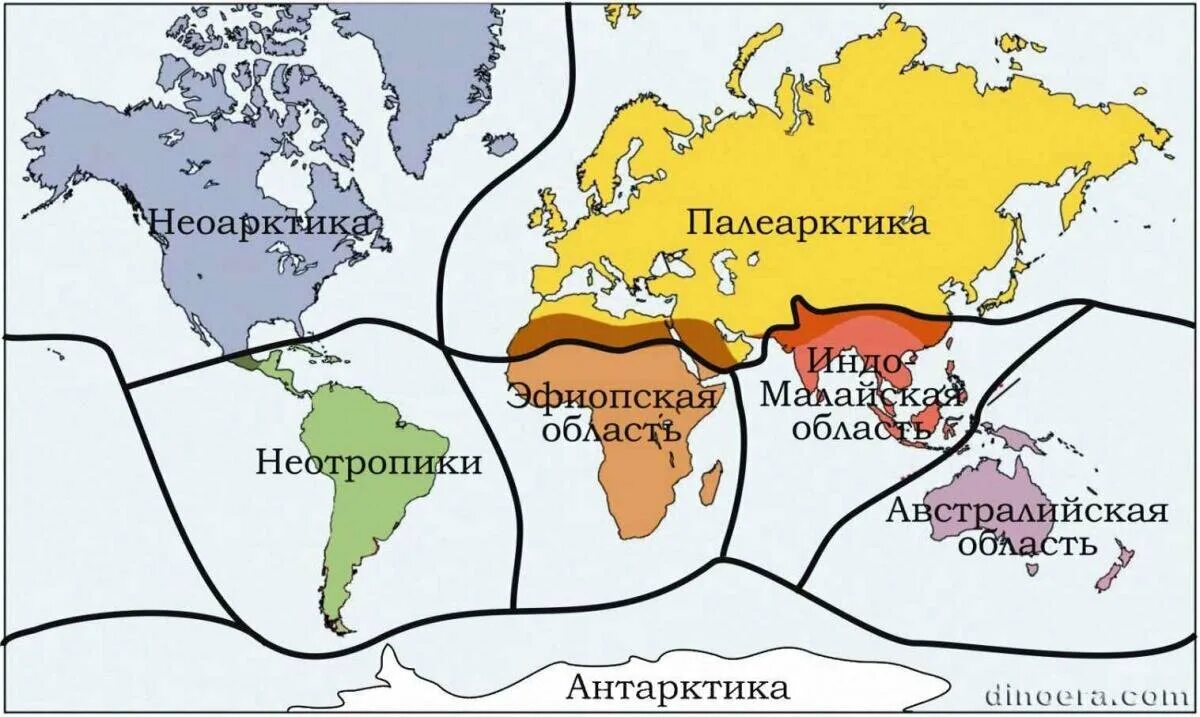 Профессии биогеограф и геоэколог 6 класс география. Биогеографические области таблица 11 класс. Биогеографические области земли. Биогеографическое районирование суши.