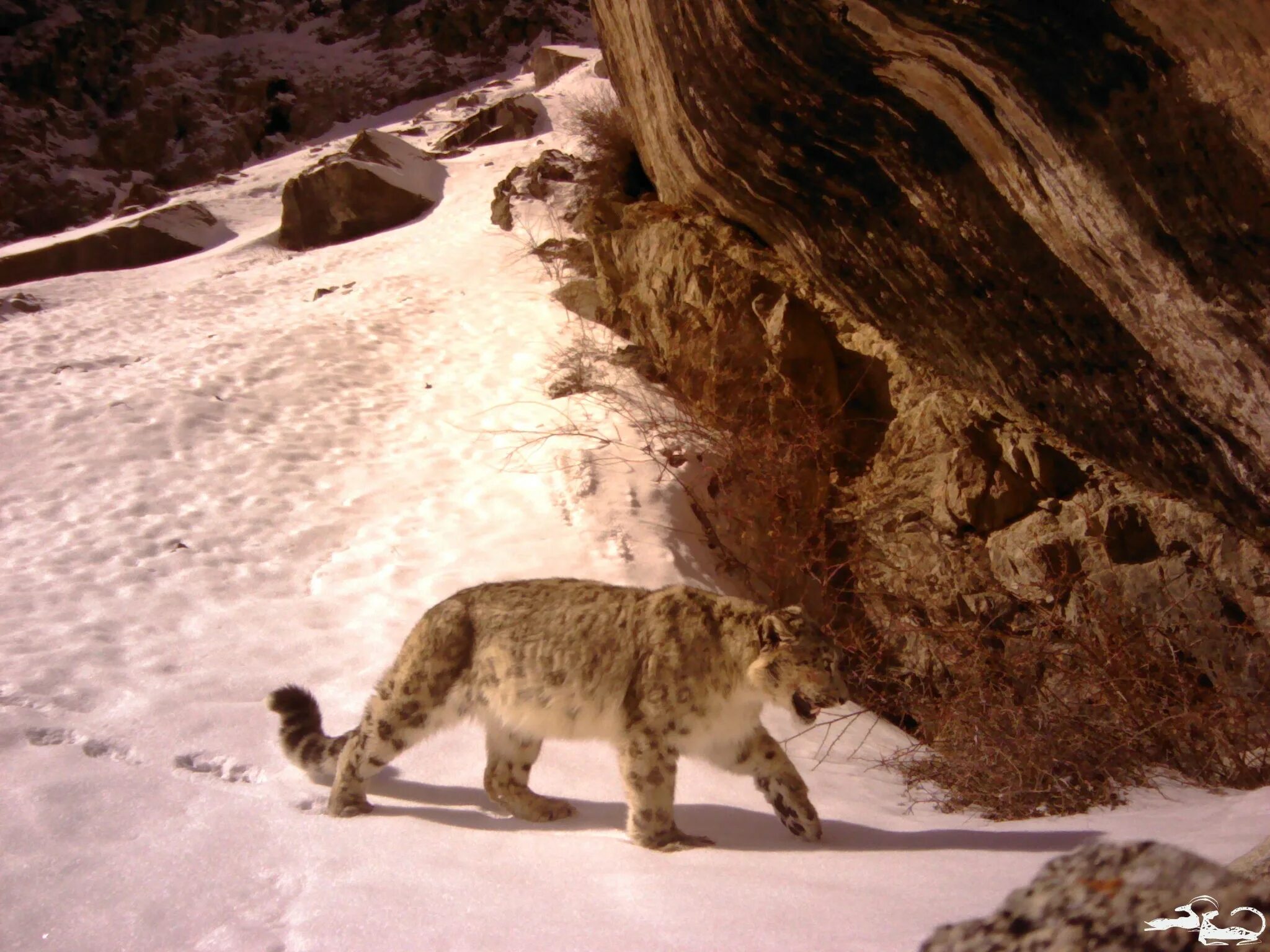 Ала-Арча национальный парк животные. Парк ала Арча снежный Барс. Снежный Барс Киргизия. Снежный Барс в Нарыне. Забытый ала