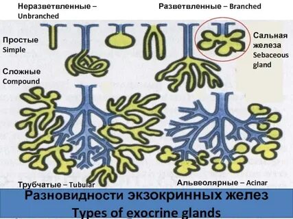 Ветвь разветвленный