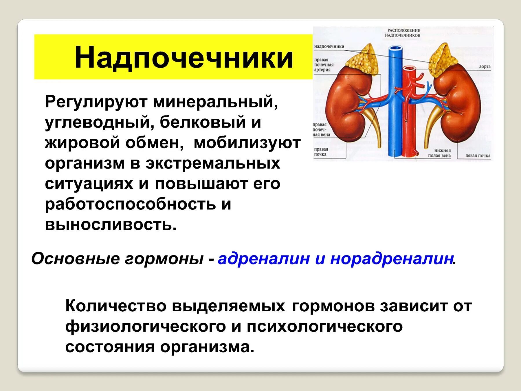 Гормоны надпочечников гормон гипофиза. Функции железы внутренней секреции надпочечники. Гормон надпочечников регулирующий углеводный обмен. Функции желез надпочечников. Функции желез внутренней секреции надпочечники.