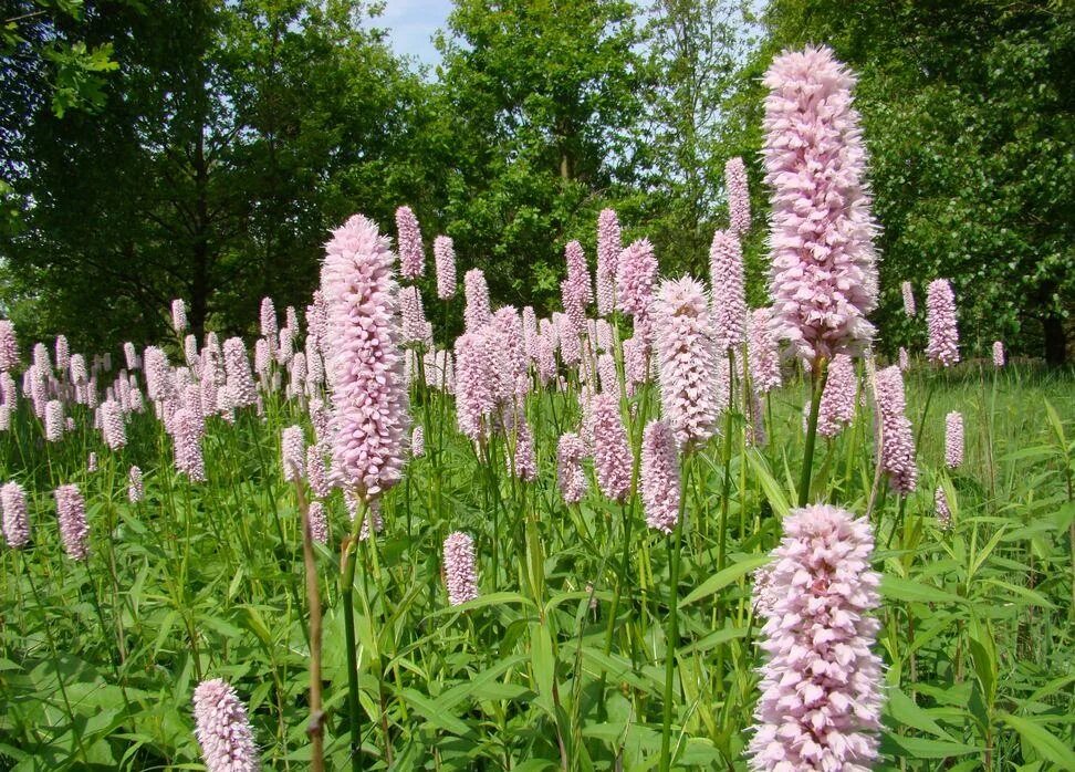 Змеевик большой. Горец змеиный (Polygonum bistorta). Горец змеиный bistorta officinalis. Persicaria bistorta. Горец bistorta superba.