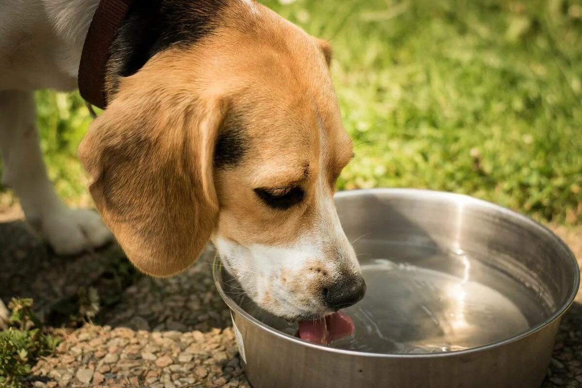 Еден pets. Миска для собак. Собака пьет. Животные пьют воду. Собака пьет воду.