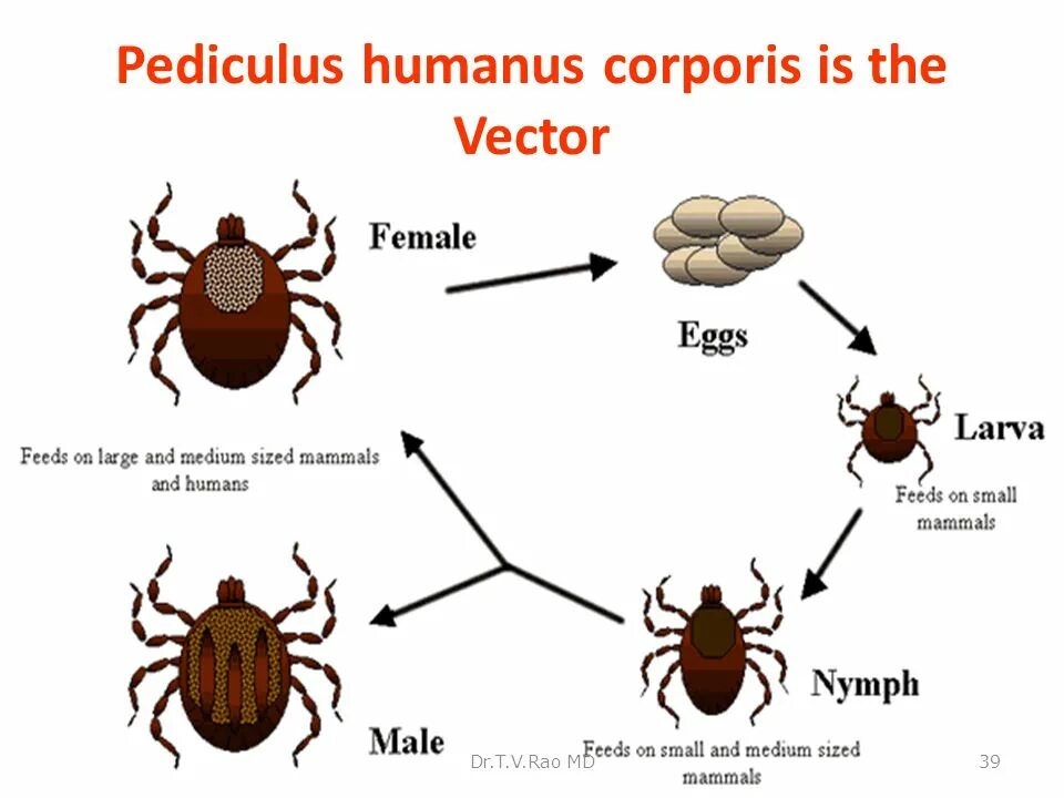 Жизненный цикл иксодовых клещей. Цикл развития иксодового клеща. Pediculus humanus corporis жизненный цикл.