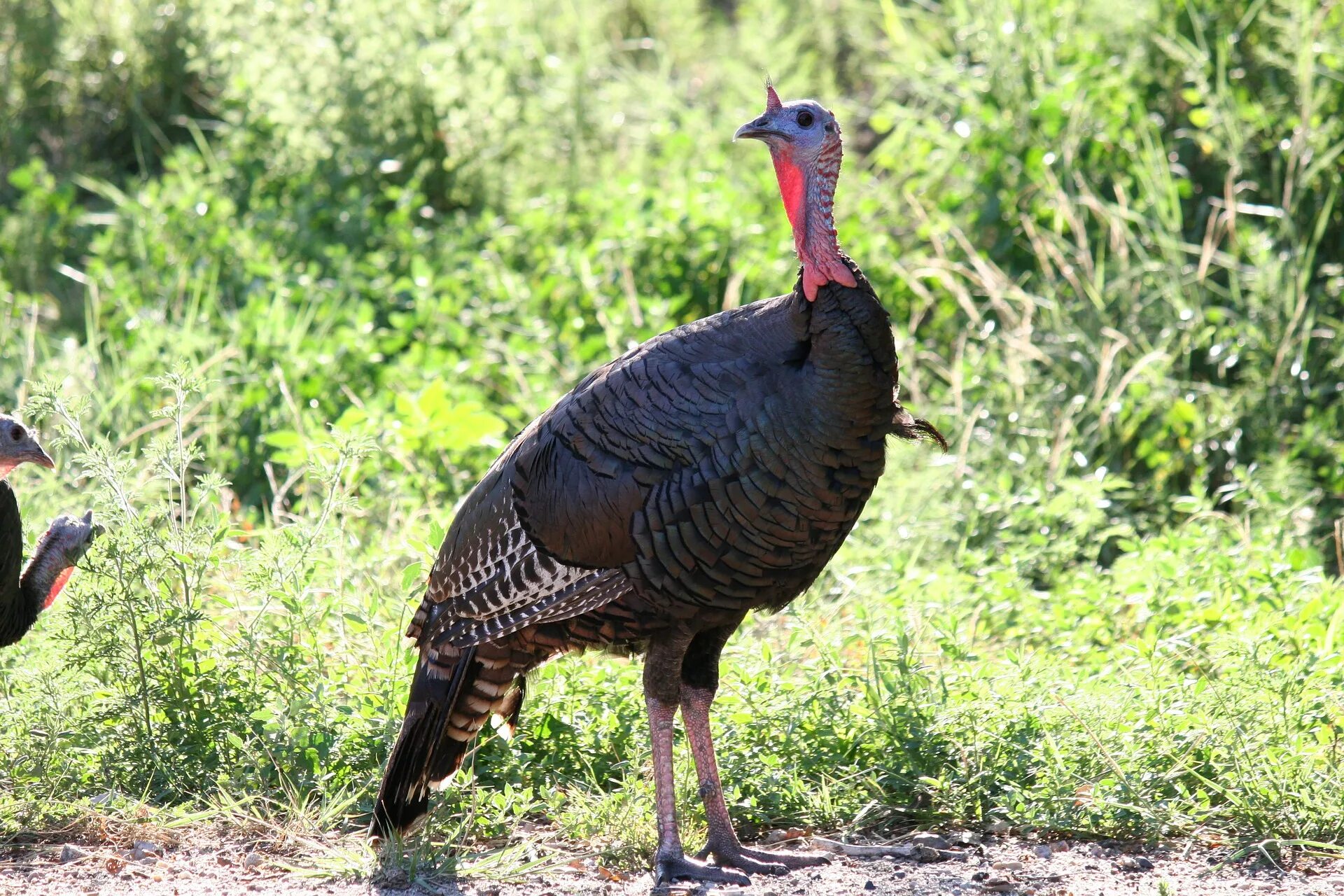 Дикая индюшка. Wild Turkey индюк. Североамериканская Дикая индейка. Индейка обыкновенная meleagris gallopavo.