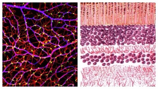 Сетчатка гистология. Гранулярная ткань сетчатки. Слой нервных волокон сетчатки. Сетчатка на свету гистология. Сетчатка ткань
