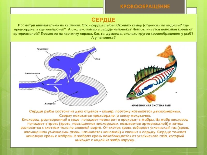Сердце рыб состоит из камер. Сердце рыбы. Сердце рыб состоит из. Кровеносная система рыб. Строение сердца рыбы.
