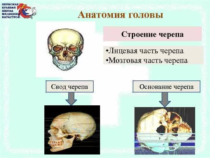 Граница свода и основания. Граница свода и основания черепа. границы лицевого и мозгового черепа. граница между сводом и основанием черепа. свод и основание черепа.