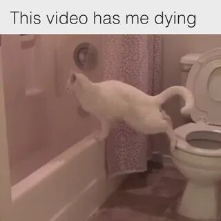 Какать главное в лоток песня кота