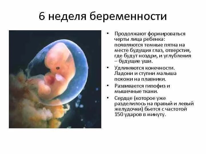 6 эмбриональная неделя