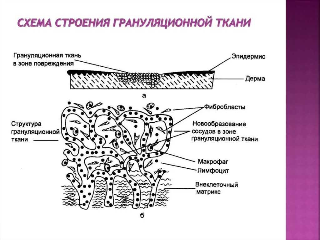 Схема строение грануляционной ткани. Схема слоев грануляционной ткани. Грануляционная ткань схема. Слои грануляционной ткани рисунок. Структурные изменения ткани